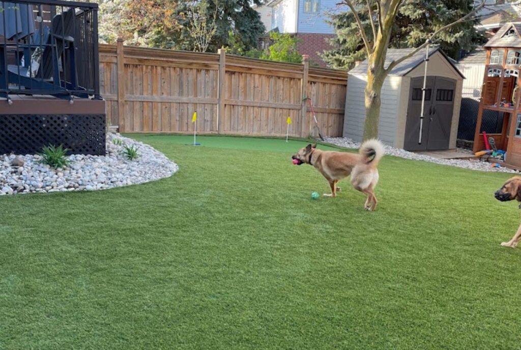 backyard turf 1